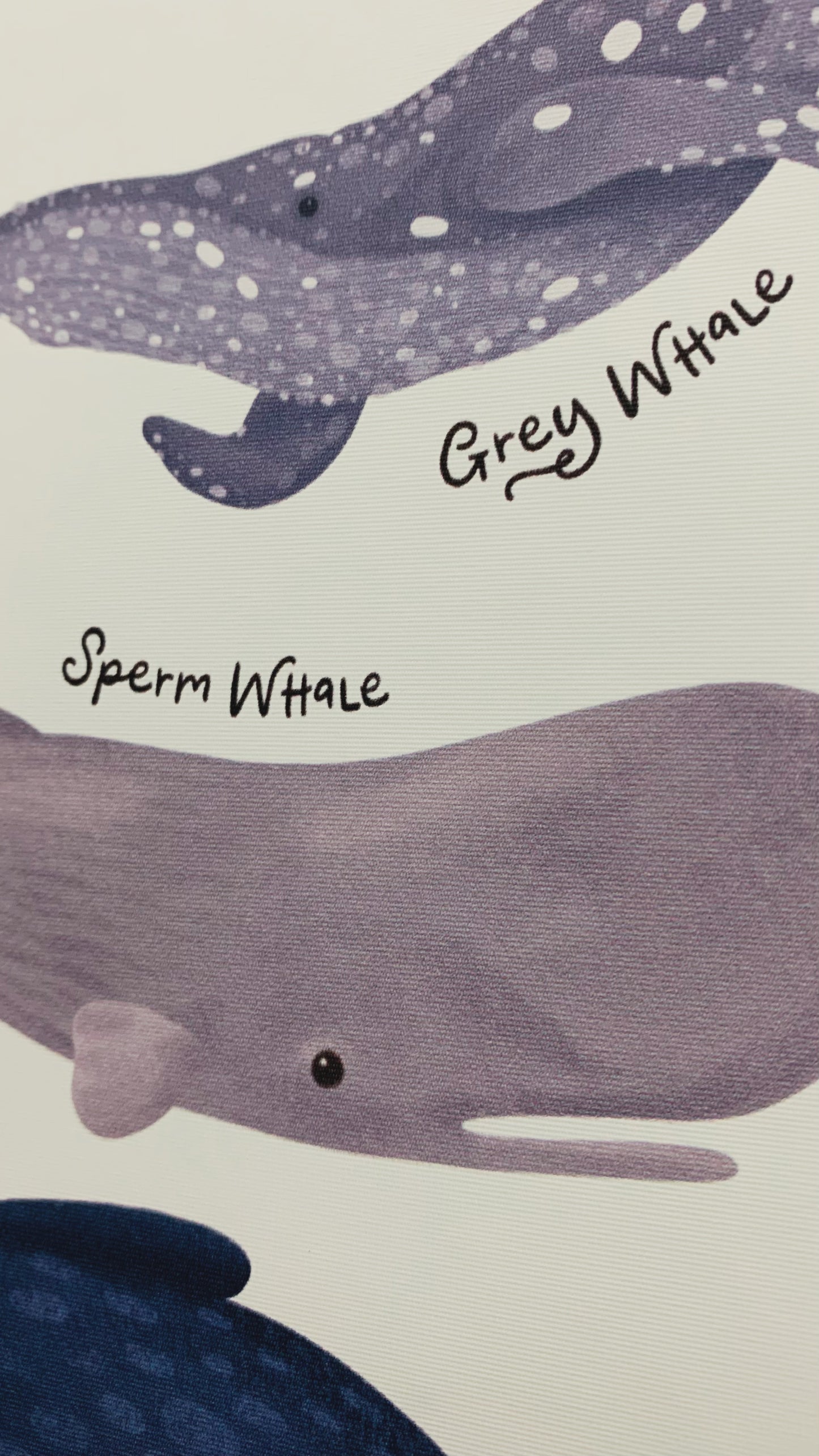 Decals - Whales Of The World Name Chart
