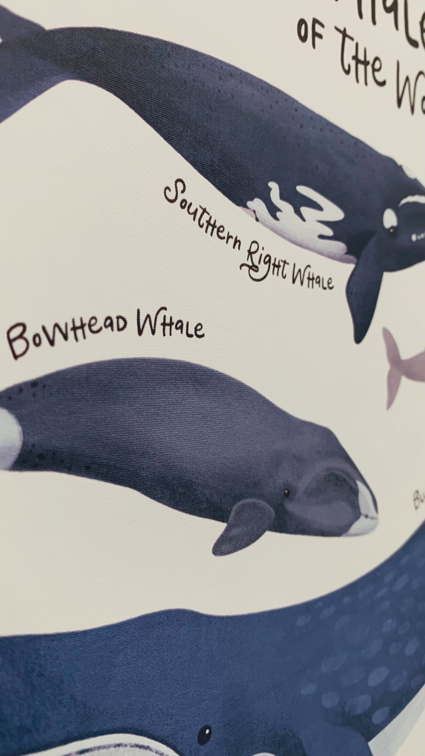 Decals - Whales Of The World Name Chart