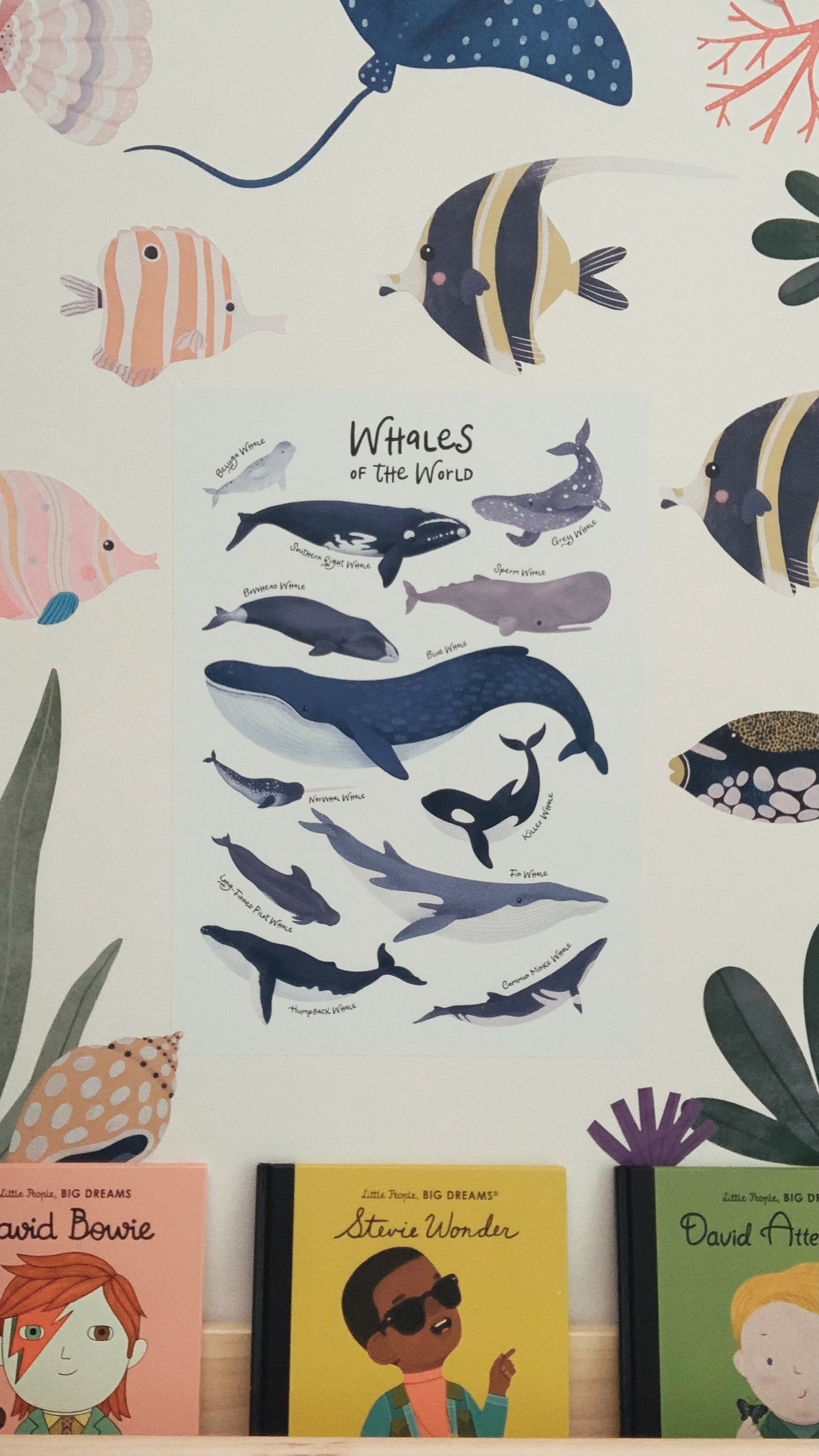 Decals - Whales Of The World Name Chart