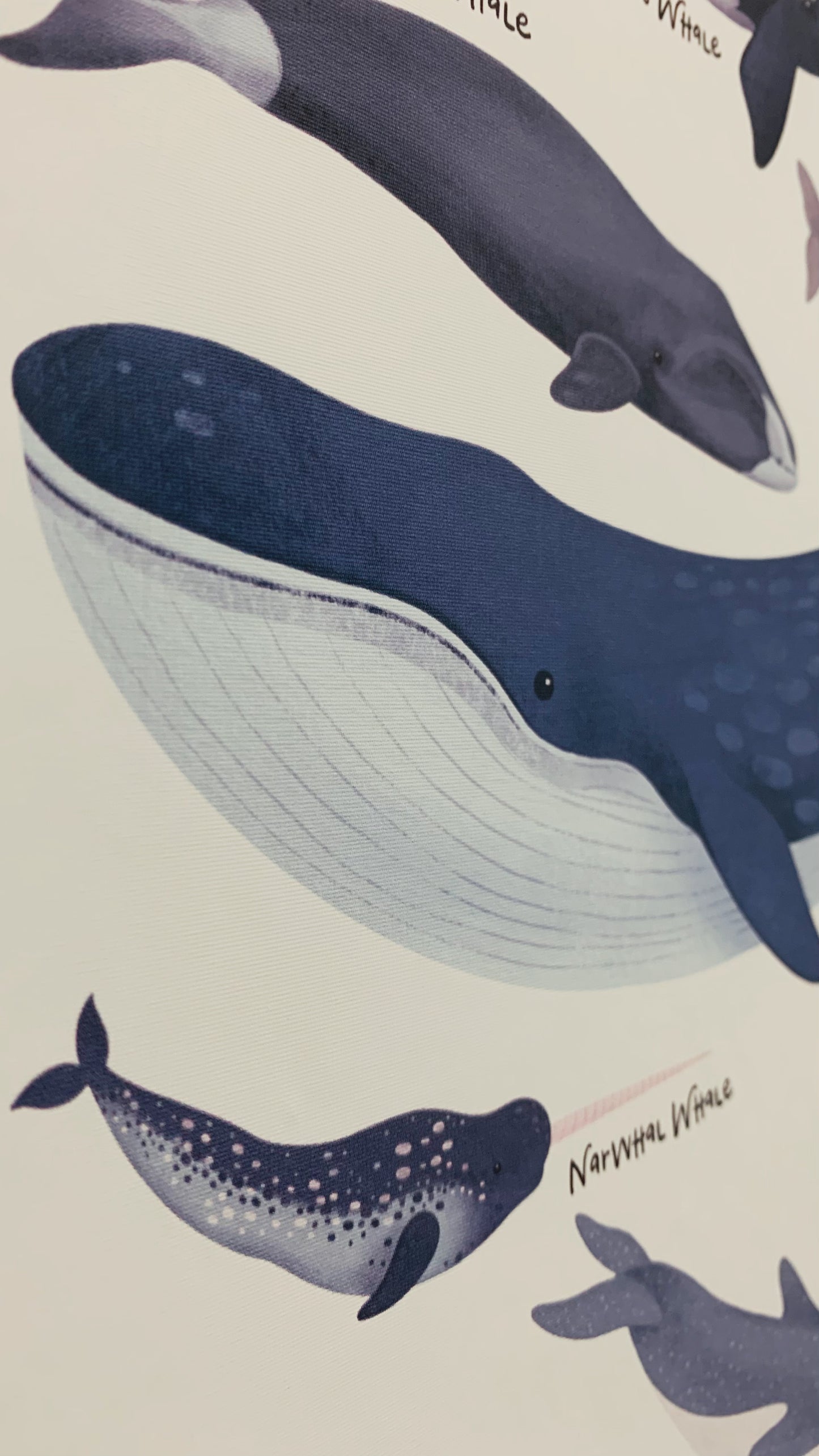 Decals - Whales Of The World Name Chart