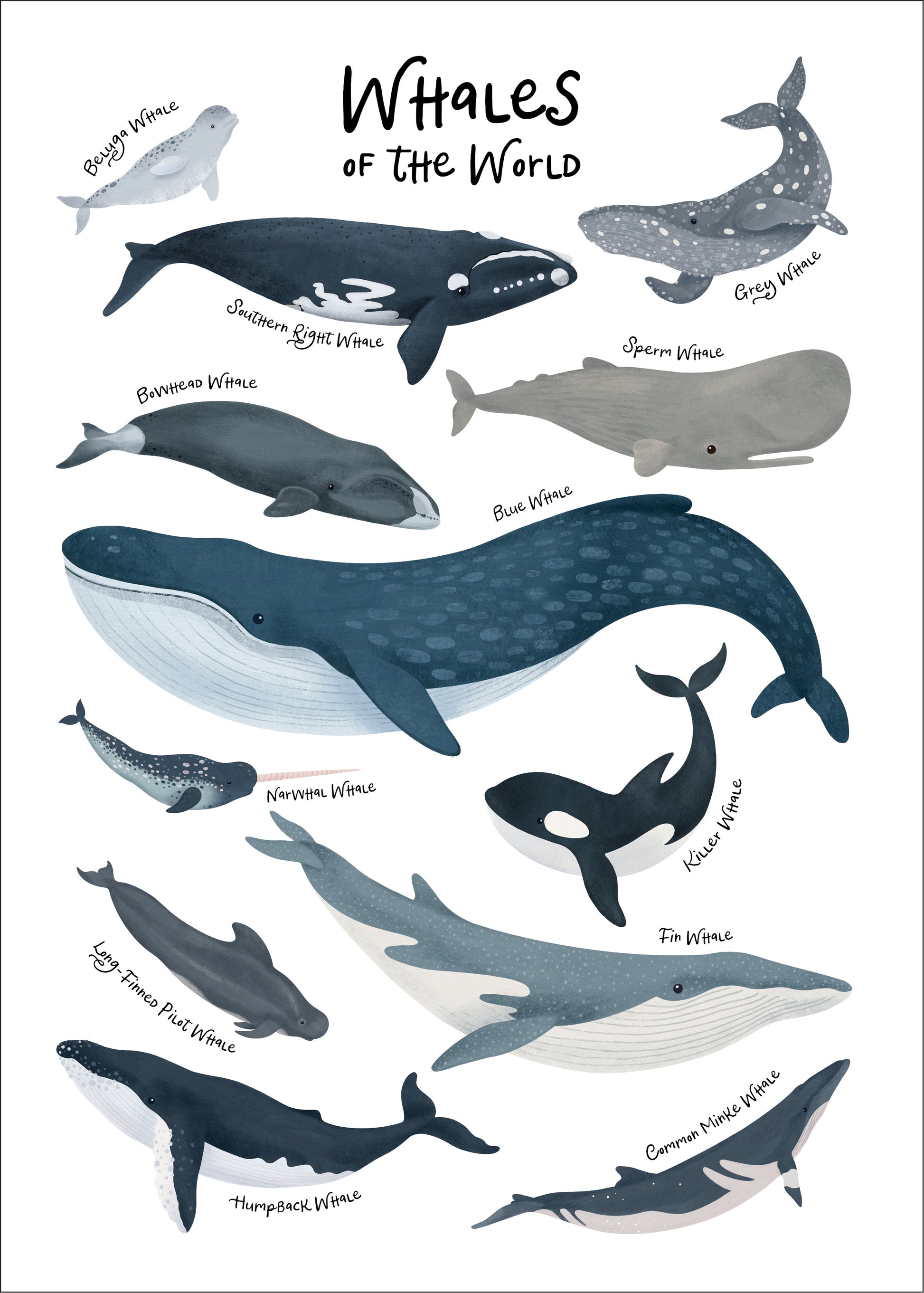 Decals - Whales Of The World Name Chart – Dino Raw